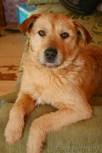 МАКС – послушный и добродушный пёс. #571391