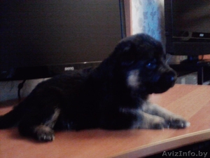 Щенки немецкой овчарки от чемпеона Р.Б. #603268