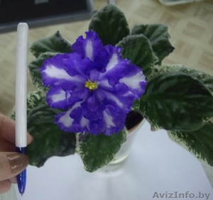 Сортовые фиалки,  более 300 сортов! #574506