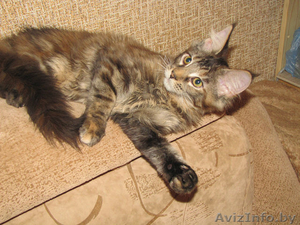 Котята канадского сфинкса, мейн-куна, американского кёрла. #595598