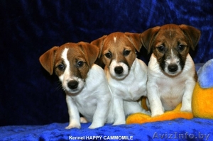 Высокопородные щенки джек рассел терьера! #561690