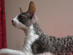 Корниш-Рекс элитные котята #596510