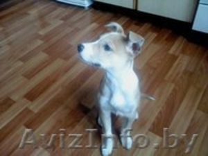 В добрые руки щенок #572176