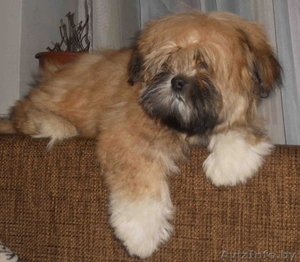 Продам щенка лхаса апсо #594653