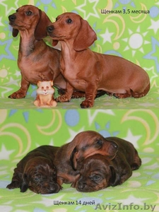 Питомник  предлагает щенков карликовой гш таксы.  #565413