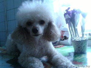 Продаются две девочки карликового пуделя абрикоса,  1 месяц. #571867