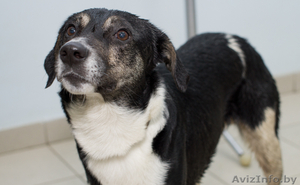 Тимочка—очень симпатичный и милый песик #575851