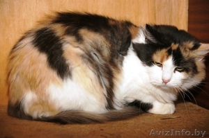 Барыня-сударыня ТРИША в дар #637756