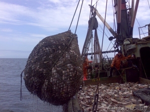 Астраханский РыбОптТорг    Рыба Морепродукты #639780