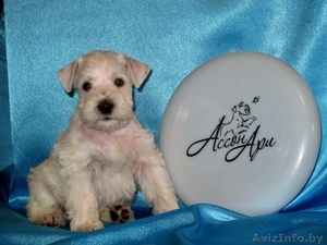 Щенок цвергшнауцера. Привит - гуляет на улице.  #132594