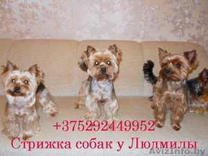 Стрижка йоркширских терьеров у Людмилы #620109