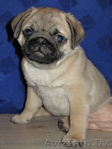 Мопс щенки из питомника #609148