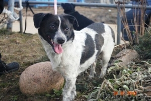 Алиска - маленькая диванная собачка.  #642635