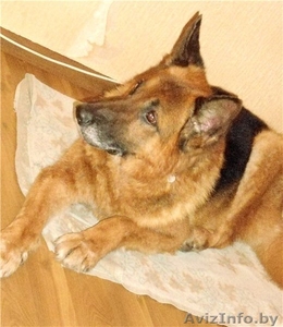 Овчарка ХАнтер в добрые руки! #619291