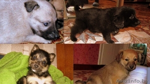 Щенки в дар в добрые руки #637823