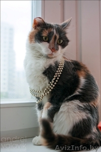 Катюшка - кошка с характером #617488