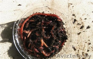 Реализуем червя для рыбалки оптом #605800