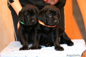 лабрадора ретривера породные щенки черного окраса #641655