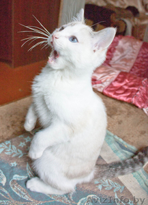 Маленькие комочки в дар #617087