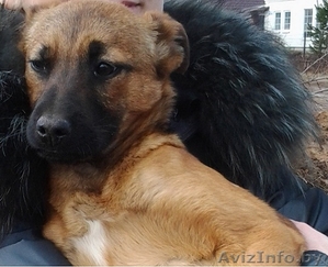 Маленькая Анфиса ищет новый дом! #633593