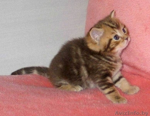 Шотландские плюшевые малыши #641389