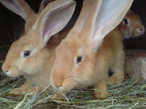 Продажа кроликов  #628307