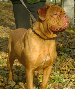   высокопородные щенки бордоского дога #642872