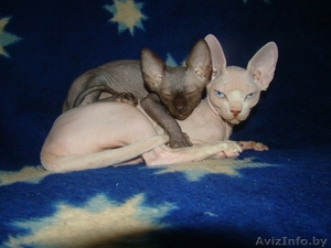 КАНАДСКИЙ СФИНКС,  КОТЯТА #66627