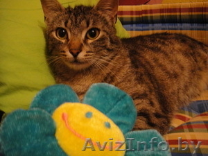 Кася в заботливые руки #640769