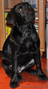 щенок лабрадора девочка самая лучшая #626405