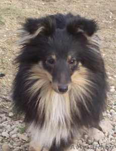 Щенок шелти продается #624613