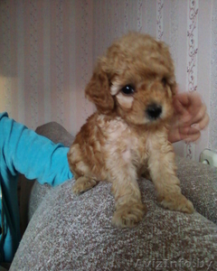 щеночки карликового пуделя #614595