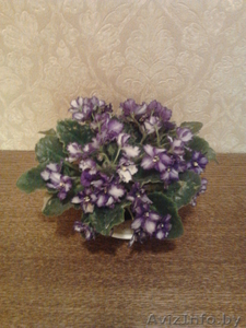 Цветы- фиалки,  спацифиллумы,  дифенбахии 40 тыс #631269