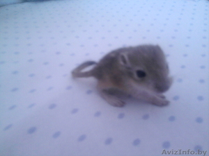 Продаю  Пищанок недорого #633346