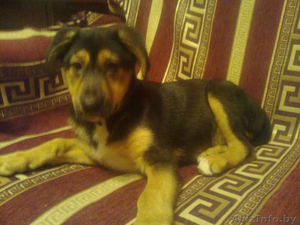 Найденыш щенок СРОЧНО #631358