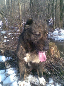 в дар в хорошие руки #626669