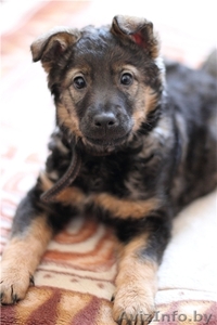 Щенок Фрося отдаётся только в добрые руки #624588