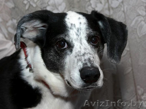 Бусинка - стерилизованная собачка в дар! #626506