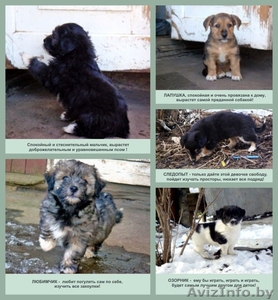 5 щенков ищут самых добрых и ответственных хозяев! #610208