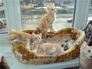 Котята (коты) европейской короткошерстной редкого окраса #608997