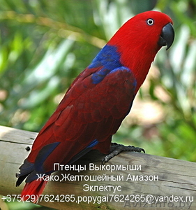 продам попугая ЖАКО, АМАЗОН, ЭКЛЕКТУС, абсалютно ручн #642236