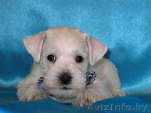 Щенки белого цвергшнауцера #377701
