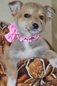 Очаровательный щеночек в дар! #635488