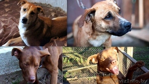 Три замечательных охранника персиково-шоколадно-рыжих тонов #634765