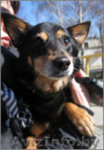 Небольшой пёсик ,  в добрые руки!  #626658