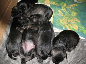 Цвергшнауцер,  щенки #612255