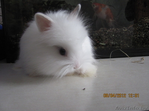 Продам декоративных кроликов (1, 5 мес) #615095