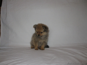 Продам щенков шпица #628059