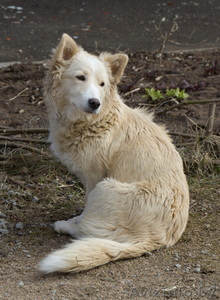 Молодая красавица ищет добрые руки #634366