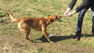 Изящная Нора в добрые руки! #633573